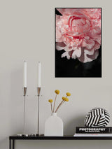 Blush peony V Poster och Canvastavla