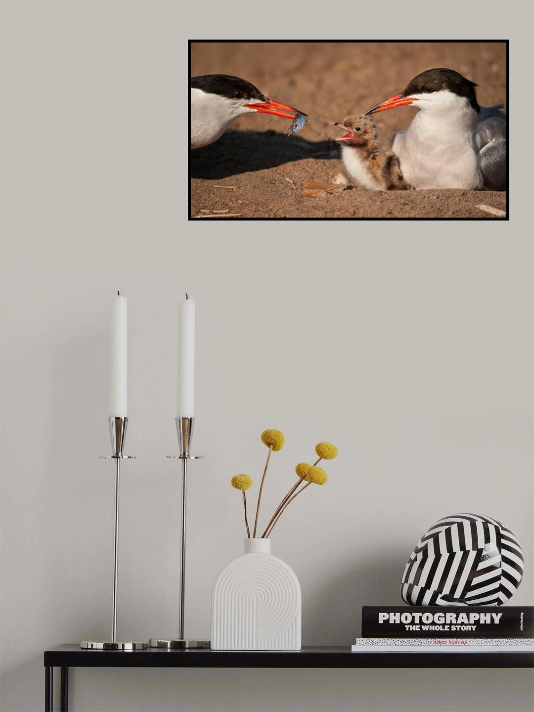 Common tern family Poster och Canvastavla