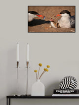 Common tern family Poster och Canvastavla