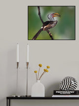 Yellow-Billed Hornbill Poster och Canvastavla