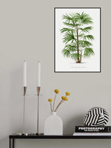Xxxvi Rhapis F Poster och Canvastavla