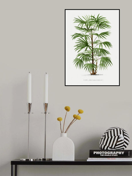 Xxxvi Rhapis F Poster och Canvastavla