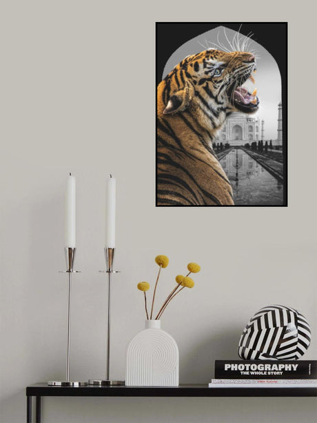 Bengali Stare Poster och Canvastavla