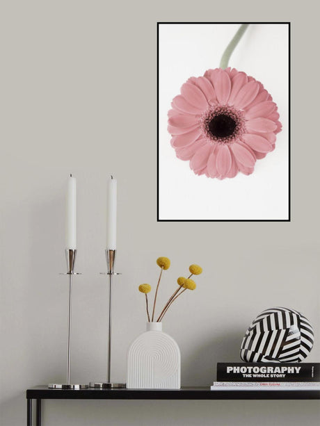 Pink Gerbera II Poster och Canvastavla