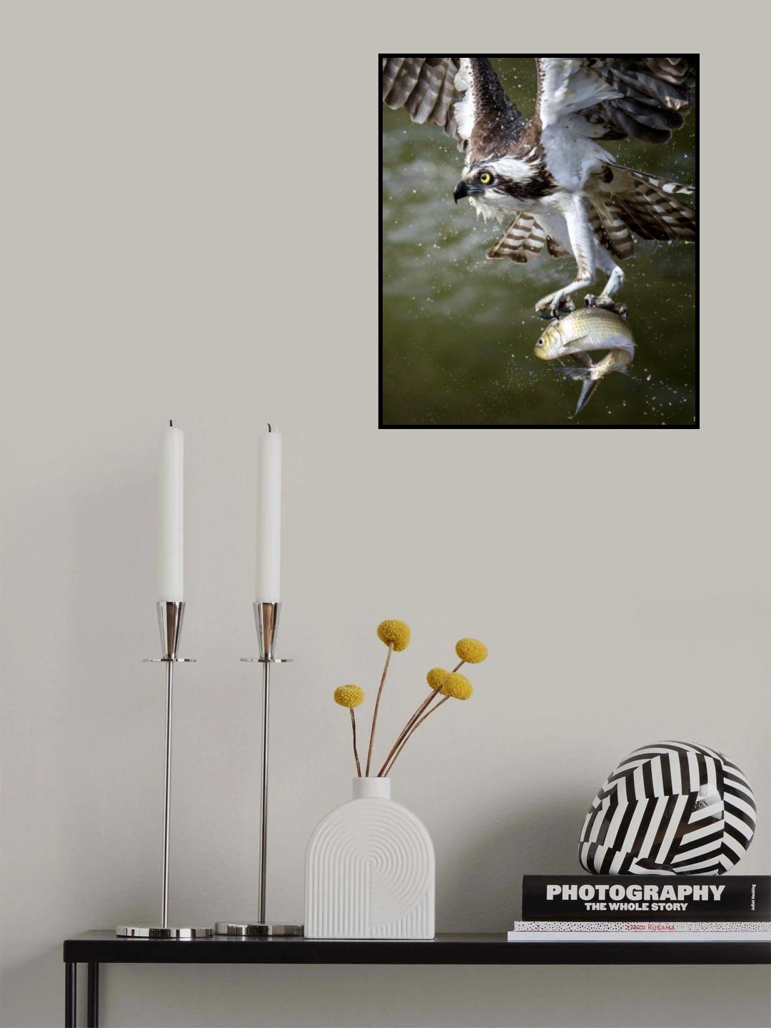 Osprey Poster och Canvastavla