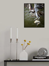Osprey Poster och Canvastavla