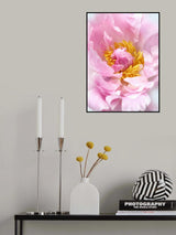 Pink peony I Poster och Canvastavla