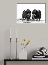 Musk oxen Poster och Canvastavla