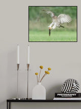Juvenile Cooper's Hawk playing Poster och Canvastavla