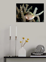 Coral living Poster och Canvastavla