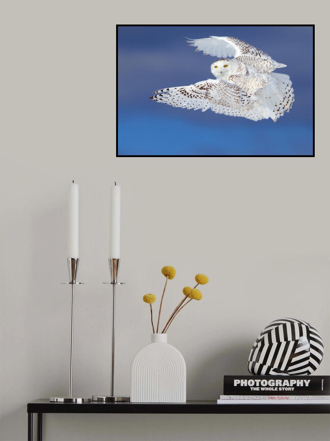 Flight of the Snowy - Snowy Owl Poster och Canvastavla