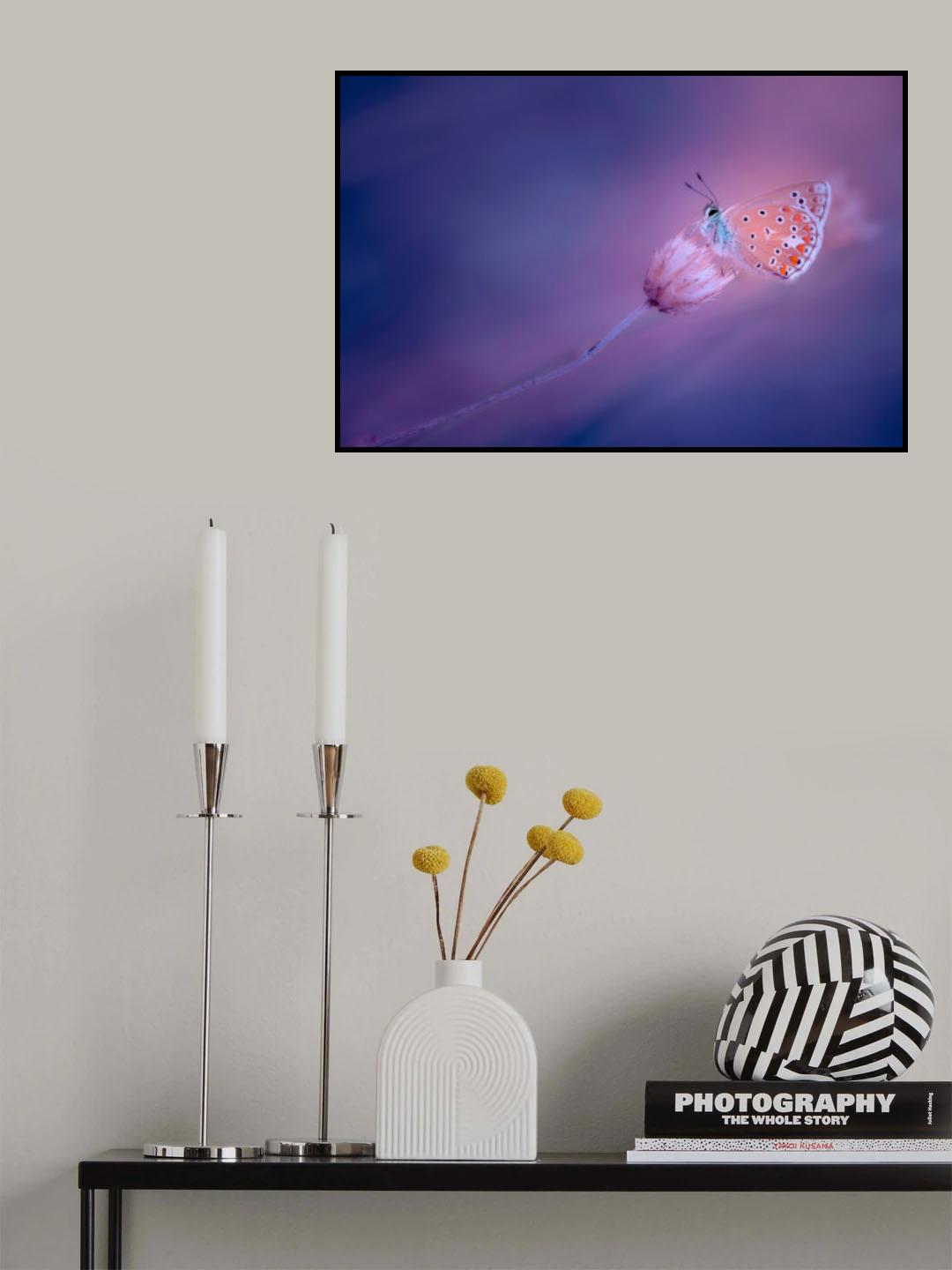 Polyommatus icarus... Poster och Canvastavla