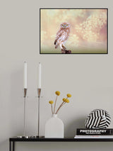 Little Owl Poster och Canvastavla
