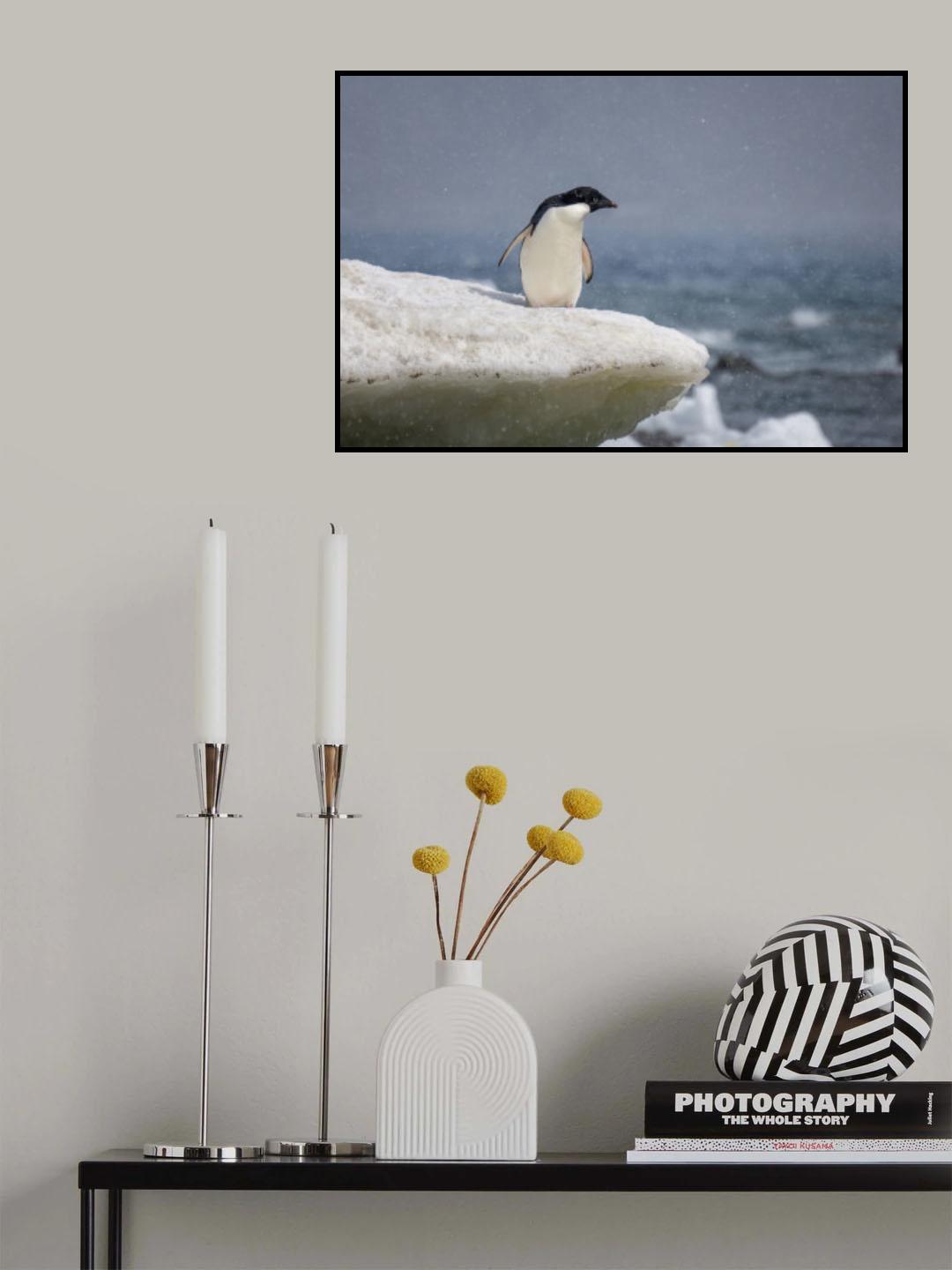Adelie penguin in snow shower Poster och Canvastavla