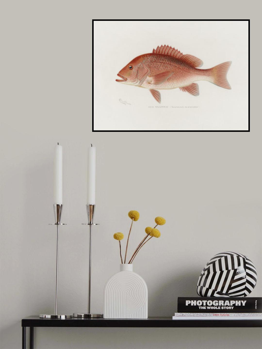 Red Snapper Poster och Canvastavla