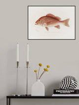 Red Snapper Poster och Canvastavla