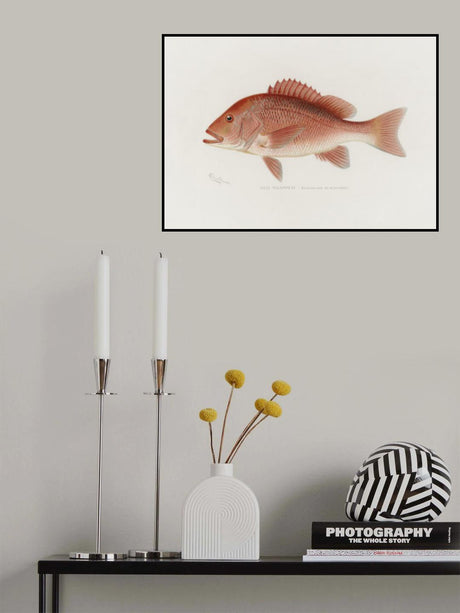 Red Snapper Poster och Canvastavla