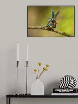 Kingfisher in love Poster och Canvastavla