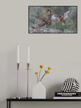 Buteo buteo Poster och Canvastavla