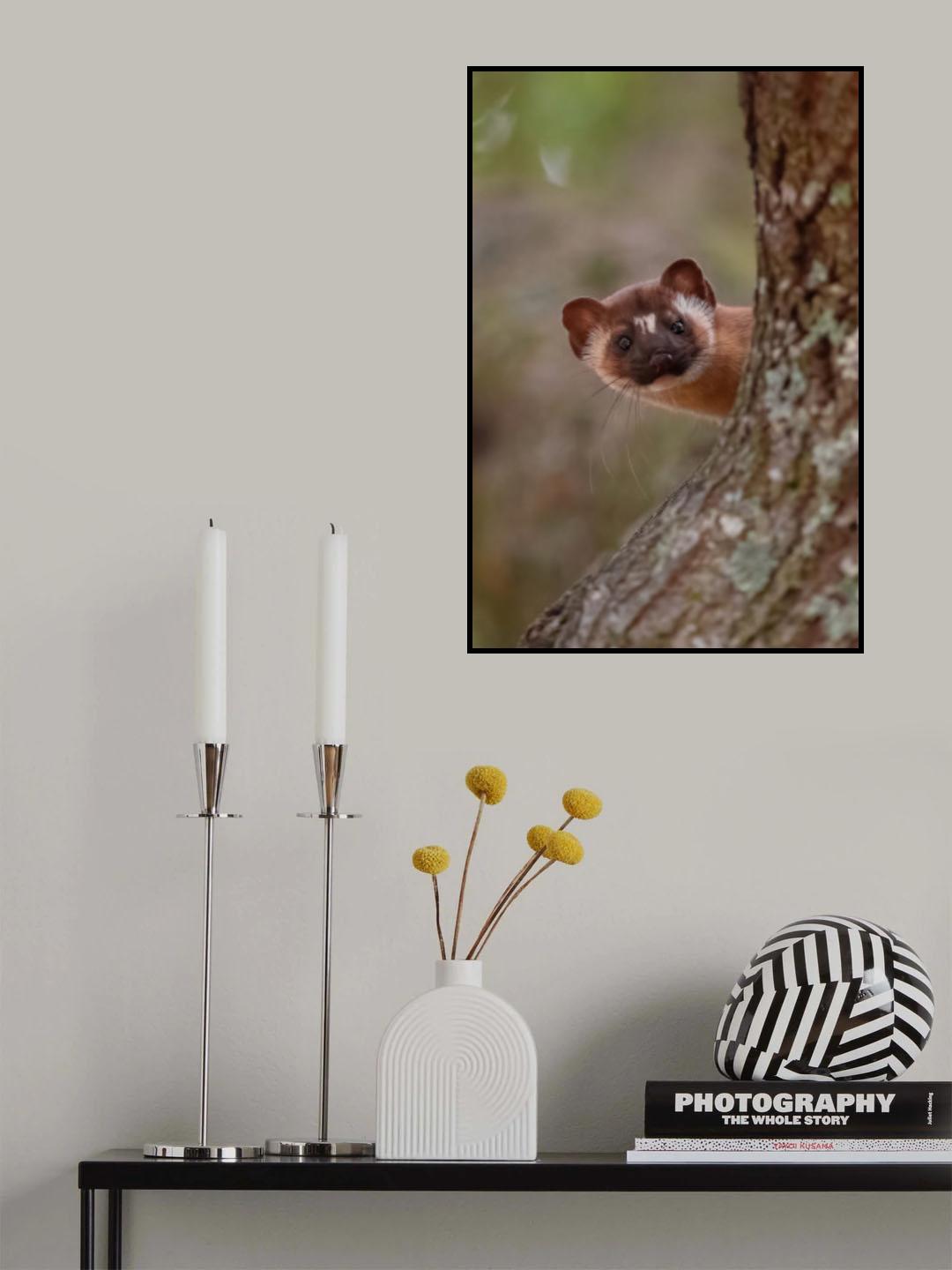 Long tailed weasel Poster och Canvastavla