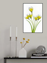 Tulipa Poster och Canvastavla