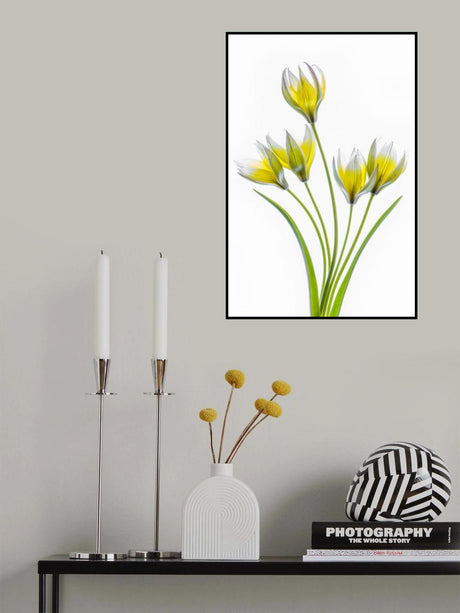 Tulipa Poster och Canvastavla