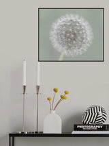 Dandelion Seedball Poster och Canvastavla