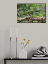 Crimson_Rumped Toucanet Poster och Canvastavla