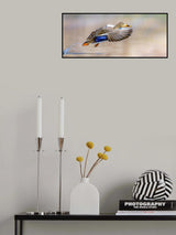 Splish-Splash Poster och Canvastavla