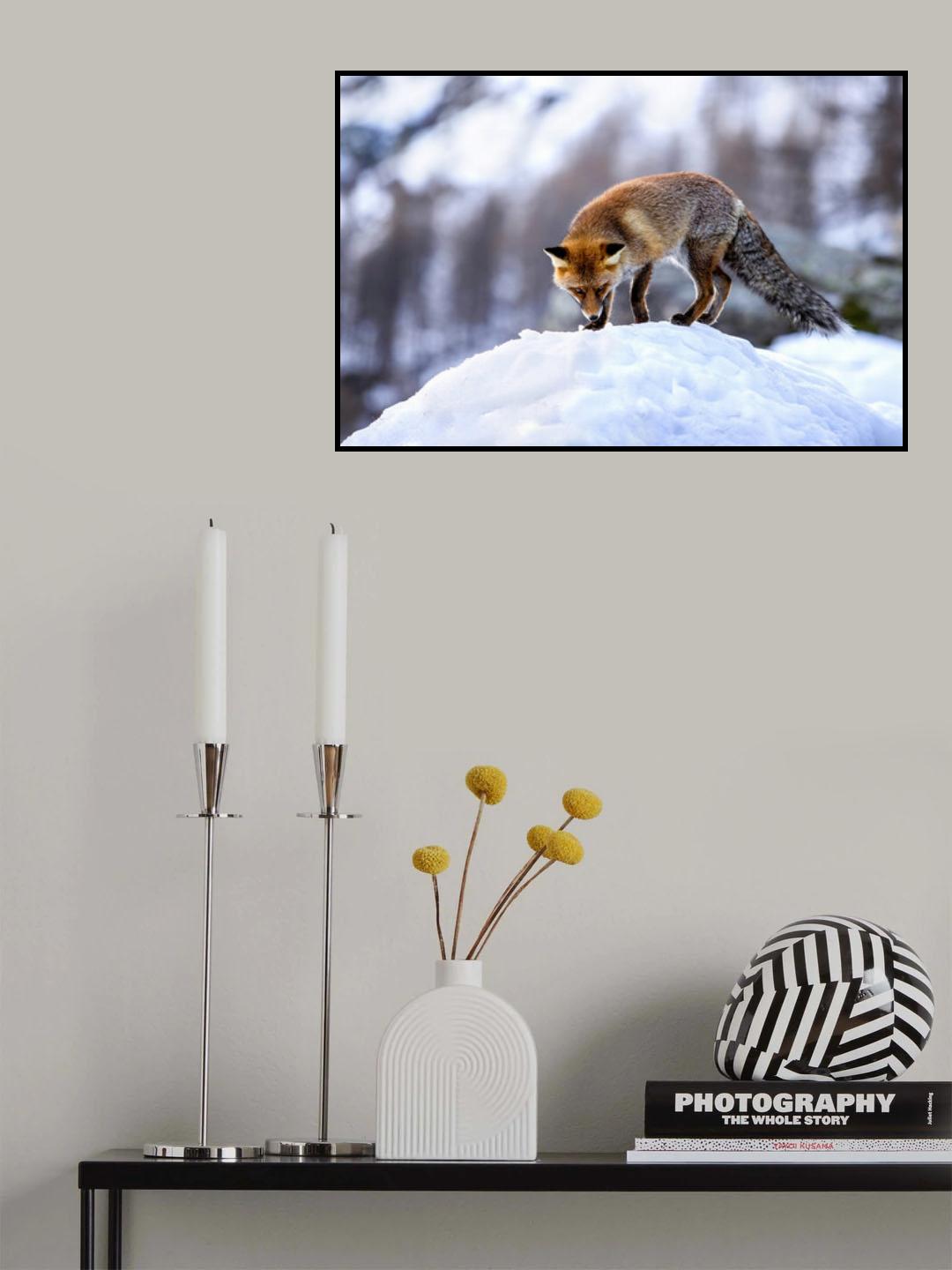 Fox look Poster och Canvastavla