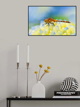 Flower bed Poster och Canvastavla