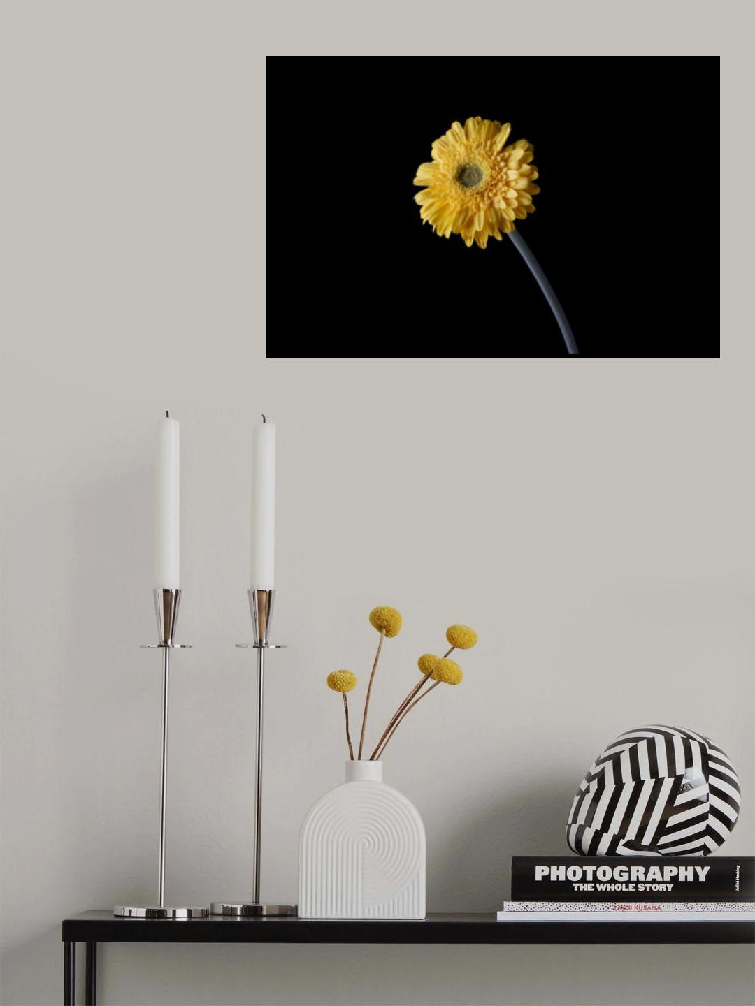 beautiful flower in front of black background Poster och Canvastavla