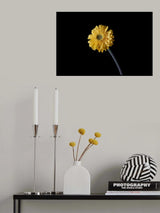 beautiful flower in front of black background Poster och Canvastavla