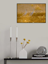 Sandhill cranes Poster och Canvastavla