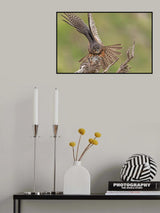 Karearea 80 Poster och Canvastavla