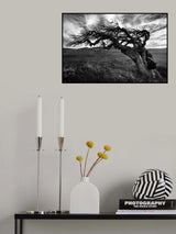 The witch's tree Poster och Canvastavla