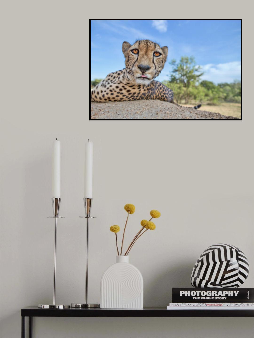 Hungry Cheetah Poster och Canvastavla