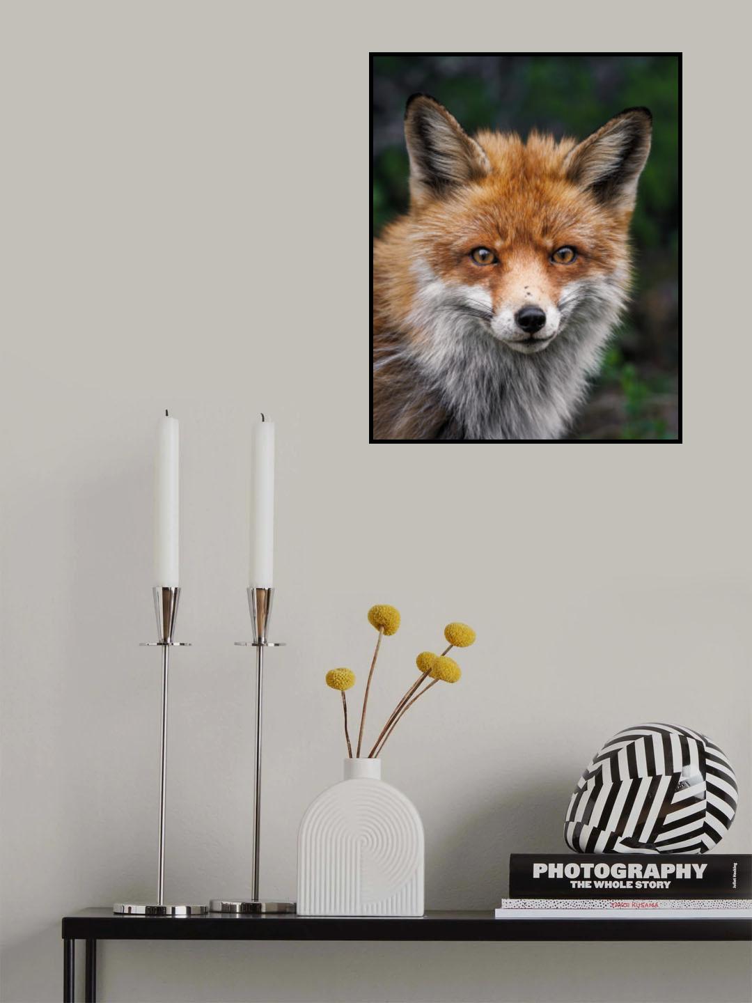 Red fox Poster och Canvastavla