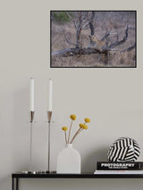 Taking a Rest After the Chase for Dinner Poster och Canvastavla