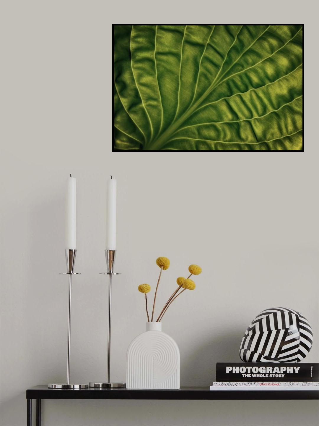 Leaf of a hosta Poster och Canvastavla