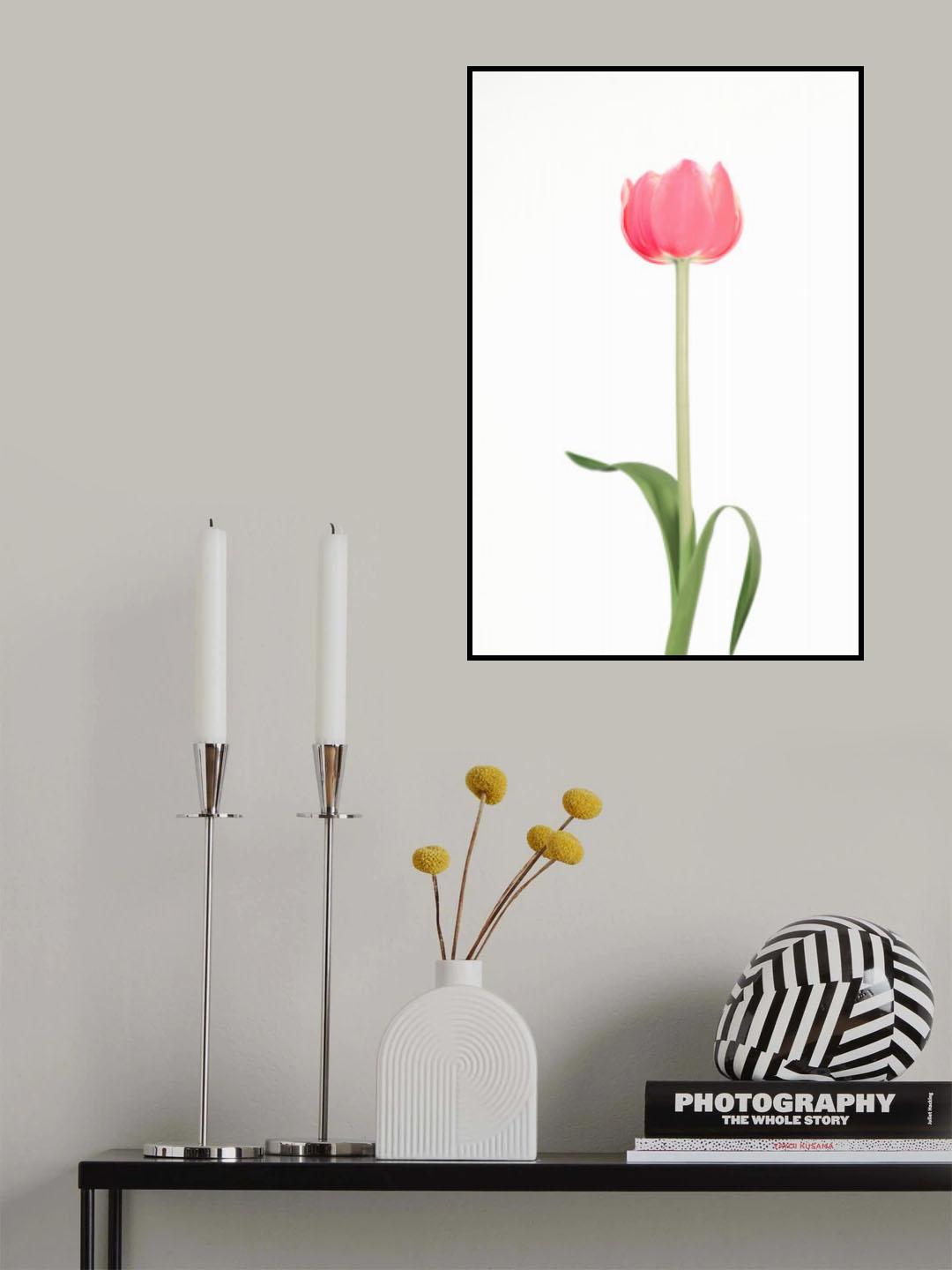Pink tulip Poster och Canvastavla