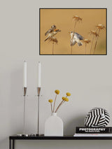 Woodchat Shrike Poster och Canvastavla