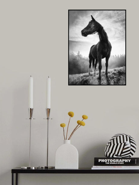 Backlight horse Poster och Canvastavla