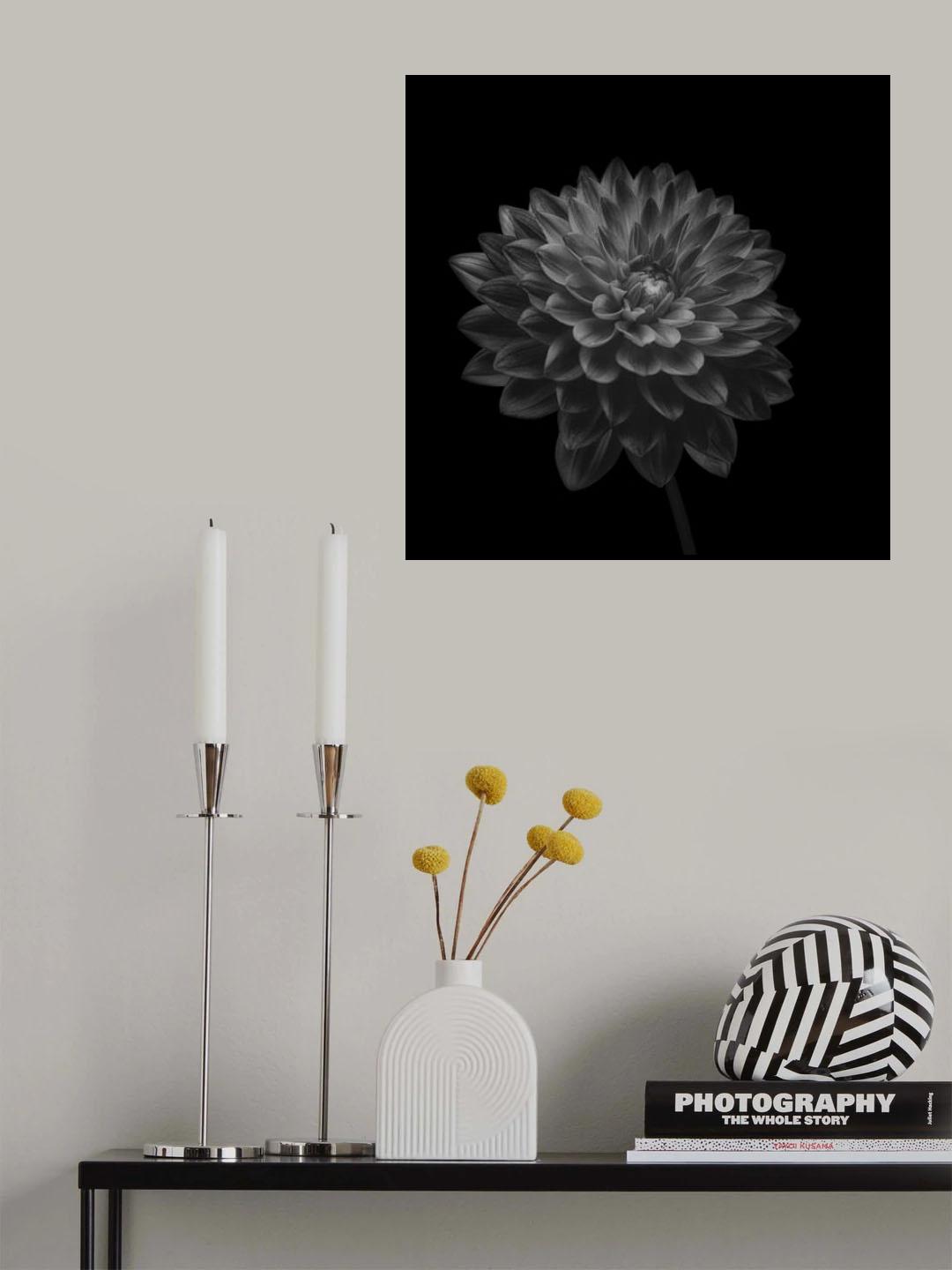 Dahlia Poster och Canvastavla
