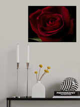 macro shot of a beautiful red rose Poster och Canvastavla