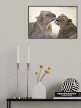 Wild tenderness Poster och Canvastavla