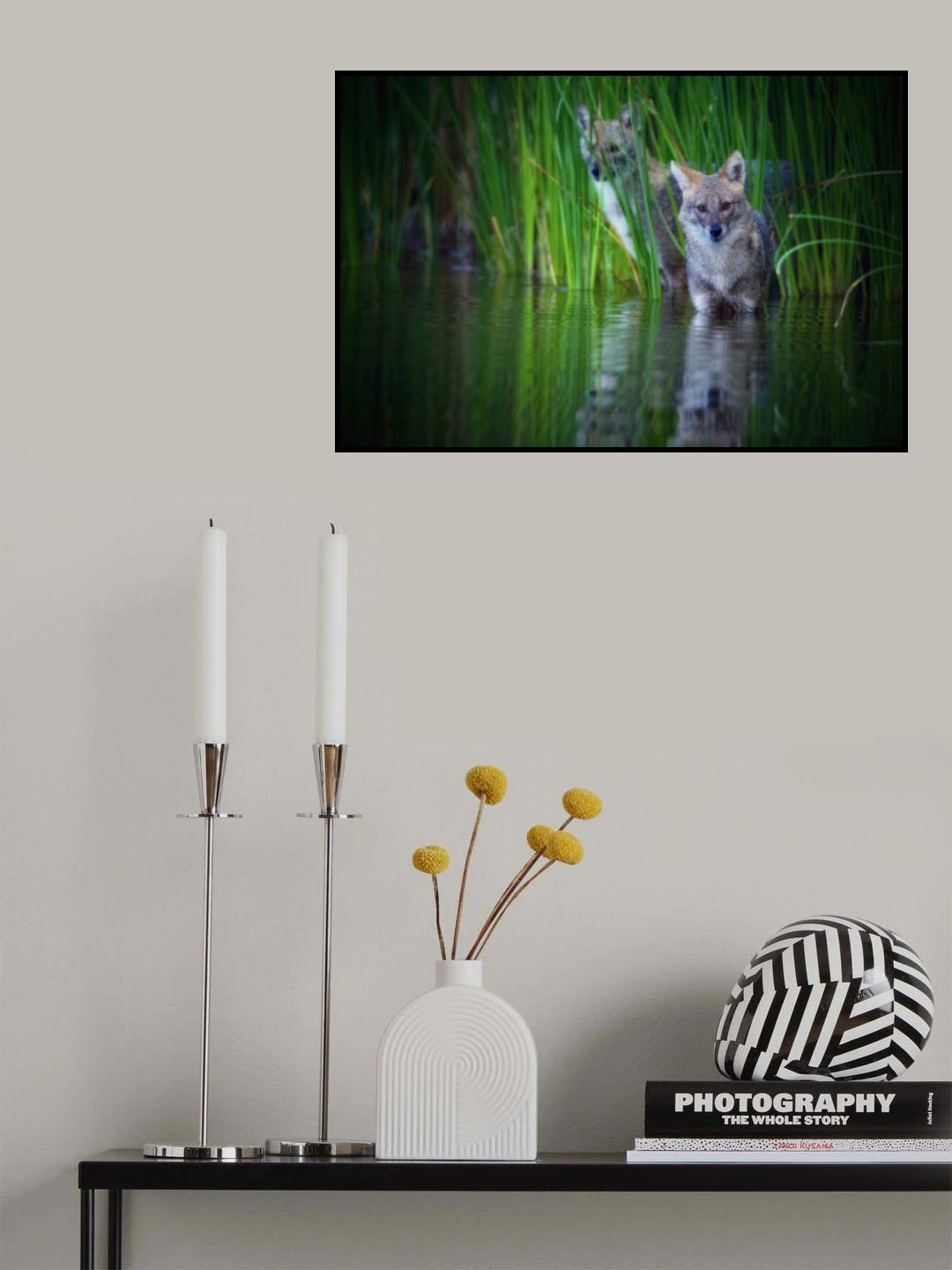 Golden jackal Poster och Canvastavla