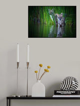 Golden jackal Poster och Canvastavla