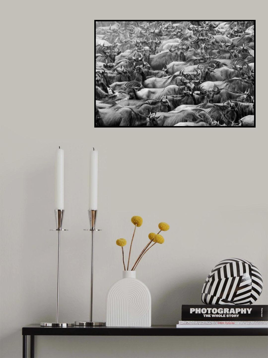 Wildbeests Poster och Canvastavla