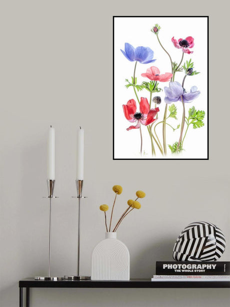 Anemone De Caen Poster och Canvastavla